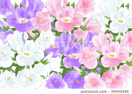 風鈴草、鈴草、風鈴草 99940946