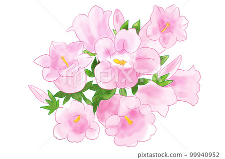 Wind Chime Grass, Bell Grass, Campanula Bouquet Pink Wind Chime Grass, Bell Grass, Campanula Bouquet Pink 99940952