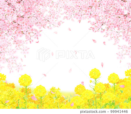 春天櫻花的白色背景框架，美麗而華麗的花瓣散落在油菜花盛開的河床上 99941446
