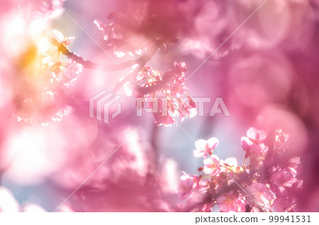 墨田區、東京河津櫻和東京晴空塔 99941531