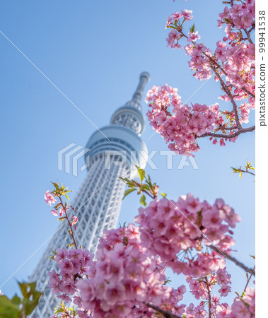Sumida Ward, Tokyo Kawazu Sakura and Tokyo Skytree Sumida Ward, Tokyo Kawazu Sakura and Tokyo Skytree 99941538