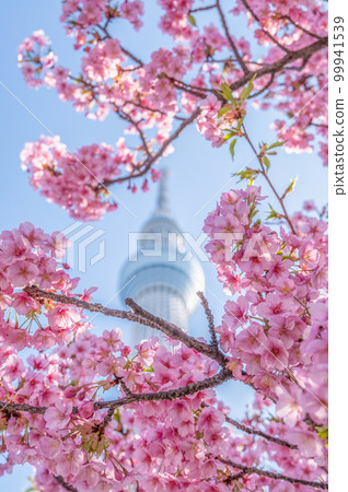 Sumida Ward, Tokyo Kawazu Sakura and Tokyo Skytree Sumida Ward, Tokyo Kawazu Sakura and Tokyo Skytree 99941539