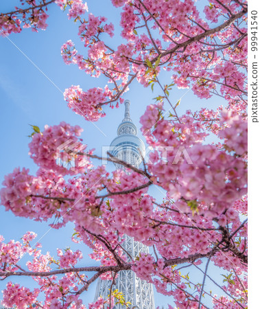 Sumida Ward, Tokyo Kawazu Sakura and Tokyo Skytree Sumida Ward, Tokyo Kawazu Sakura and Tokyo Skytree 99941540