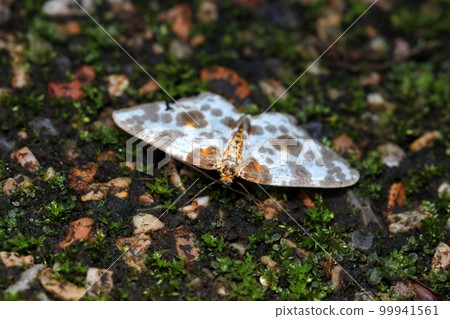 An adult of the Northern spotted moth resting its wings on the wet ground. 99941561
