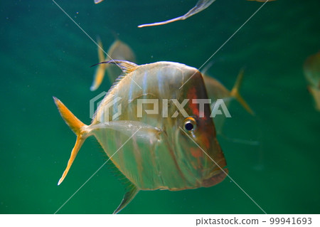 Aquarium, Japan, Kasai Rinkai Park, Tokyo, Aquarium, Fish, Sea, Water, Fish, Creatures, Indoors, Aquarium, Japan, Kasai Rinkai Park, Tokyo, Aquarium, Fish, Sea, Water, Fish, Creatures, Indoors, 99941693