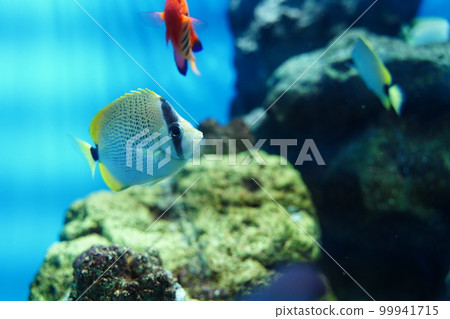 Aquarium, Japan, Kasai Rinkai Park, Tokyo, Aquarium, Fish, Sea, Water, Fish, Creatures, Indoors, Aquarium, Japan, Kasai Rinkai Park, Tokyo, Aquarium, Fish, Sea, Water, Fish, Creatures, Indoors, 99941715
