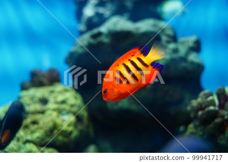 Aquarium, Japan, Kasai Rinkai Park, Tokyo, Aquarium, Fish, Sea, Water, Fish, Creatures, Indoors, Aquarium, Japan, Kasai Rinkai Park, Tokyo, Aquarium, Fish, Sea, Water, Fish, Creatures, Indoors, 99941717