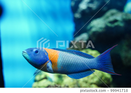Aquarium, Japan, Kasai Rinkai Park, Tokyo, Aquarium, Fish, Sea, Water, Fish, Creatures, Indoors, 99941718
