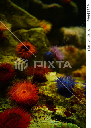 Aquarium, Japan, Kasai Rinkai Park, Tokyo, Aquarium, Fish, Sea, Water, Fish, Creatures, Indoors, 99941729