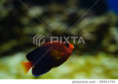 Aquarium, Japan, Kasai Rinkai Park, Tokyo, Aquarium, Fish, Sea, Water, Fish, Creatures, Indoors, Aquarium, Japan, Kasai Rinkai Park, Tokyo, Aquarium, Fish, Sea, Water, Fish, Creatures, Indoors, 99941744