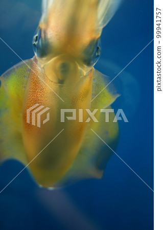 Aquarium, Japan, Kasai Rinkai Park, Tokyo, Aquarium, Fish, Sea, Water, Fish, Creatures, Indoors, Aquarium, Japan, Kasai Rinkai Park, Tokyo, Aquarium, Fish, Sea, Water, Fish, Creatures, Indoors, 99941757