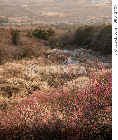 Tsukuba City, Ibaraki Prefecture Mt. Tsukuba plum grove dyed in the setting sun 99942407