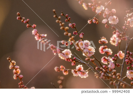 Tsukuba City, Ibaraki Prefecture Mt. Tsukuba plum grove dyed in the setting sun Tsukuba City, Ibaraki Prefecture Mt. Tsukuba plum grove dyed in the setting sun 99942408