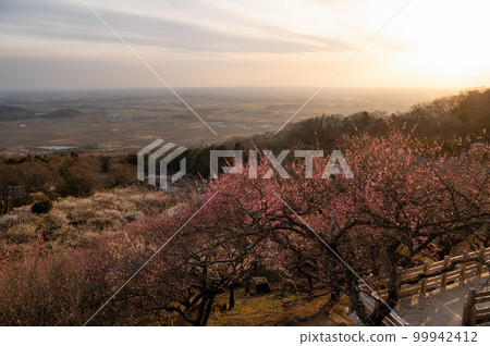Tsukuba City, Ibaraki Prefecture Mt. Tsukuba plum grove dyed in the setting sun 99942412