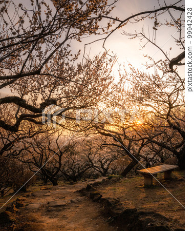 Tsukuba City, Ibaraki Prefecture Mt. Tsukuba plum grove dyed in the setting sun 99942428