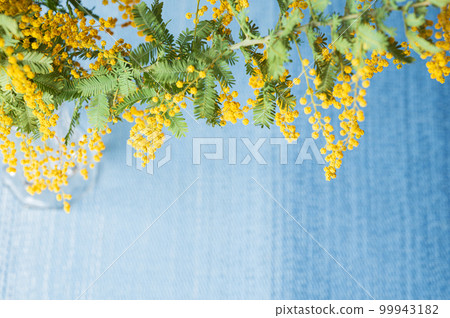 藍色午餐墊上花瓶中的含羞草(攝於 2023 年 3 月上午) 藍色午餐墊上花瓶中的含羞草(攝於 2023 年 3 月上午) 99943182