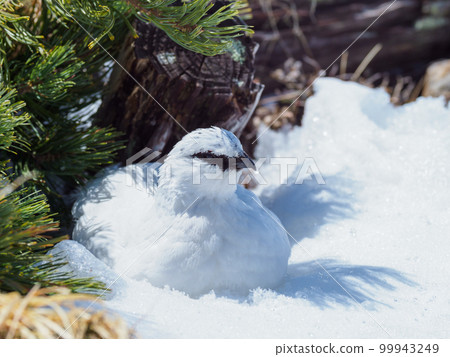 Toyama _ Tateyama Murodo _ Winter-haired Ginkgo 99943249