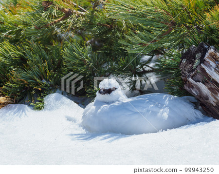 Toyama _ Tateyama Murodo _ Winter-haired Ginkgo Toyama _ Tateyama Murodo _ Winter-haired Ginkgo 99943250