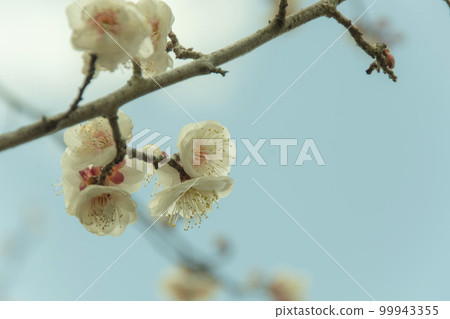 白梅花開向藍天 白梅花開向藍天 99943355
