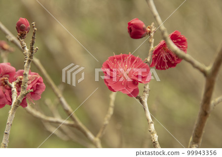 紅梅並肩綻放 紅梅並肩綻放 99943356
