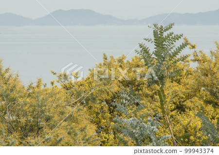 Mimosa flowers blooming in the blue sky Acacia flowers Mimosa flowers blooming in the blue sky Acacia flowers 99943374