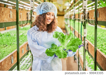 Joyful female gardener looking to green lettuce in greenhouse. Happy woman agronomist in disposable cap with leafy plant in hands standing in aisle between shelves with seedlings. 99943395