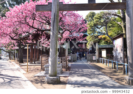 早開的櫻花在品川神社盛開 99943432