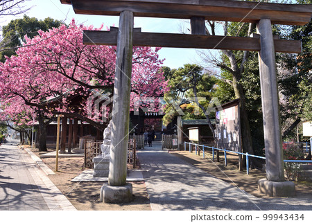 早開的櫻花在品川神社盛開 99943434