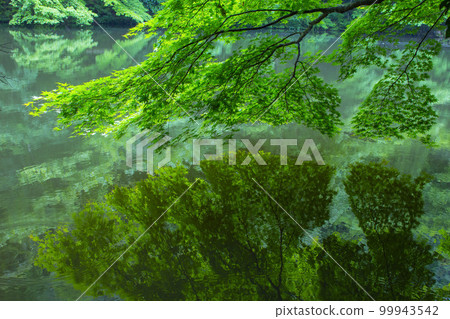 Scenery with green maple leaves Tottori Prefecture Momiji Park Scenery with green maple leaves Tottori Prefecture Momiji Park 99943542