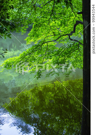 Scenery with green maple leaves Tottori Prefecture Momiji Park Scenery with green maple leaves Tottori Prefecture Momiji Park 99943544