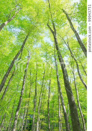 新潟_樹根開放、綠意盎然的美麗森林絕景 99943751