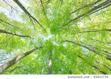 新潟_樹根開放、綠意盎然的美麗森林絕景 新潟_樹根開放、綠意盎然的美麗森林絕景 99943756