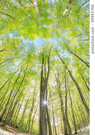 新潟_樹根開放、綠意盎然的美麗森林絕景 新潟_樹根開放、綠意盎然的美麗森林絕景 99943766