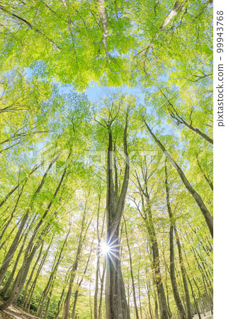 新潟_樹根開放、綠意盎然的美麗森林絕景 新潟_樹根開放、綠意盎然的美麗森林絕景 99943768