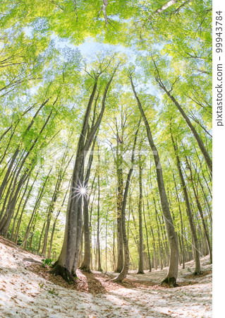 新潟_樹根開放、綠意盎然的美麗森林絕景 新潟_樹根開放、綠意盎然的美麗森林絕景 99943784