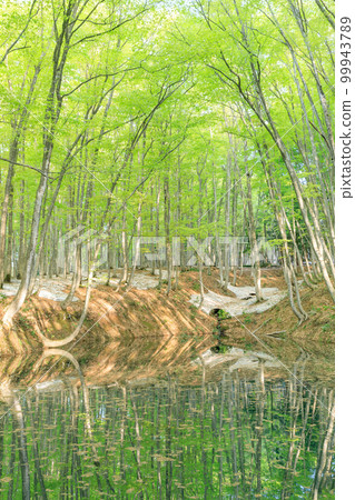 新潟_樹根開放、綠意盎然的美麗森林絕景 99943789