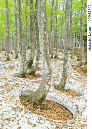 新潟_樹根開放、綠意盎然的美麗森林絕景 99943791