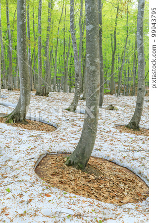 Niigata_Superb view of beautiful forest with open roots and fresh greenery 99943795