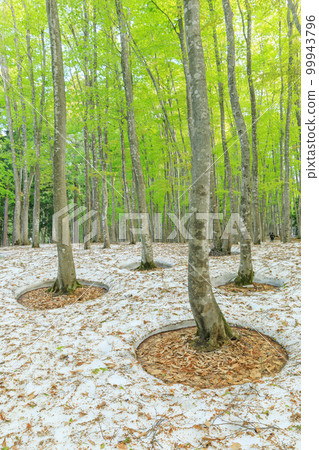 新潟_樹根開放、綠意盎然的美麗森林絕景 新潟_樹根開放、綠意盎然的美麗森林絕景 99943796