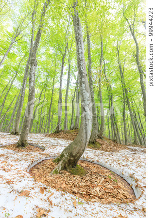 新潟_樹根開放、綠意盎然的美麗森林絕景 99944223