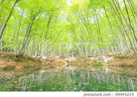 新潟_樹根開放、綠意盎然的美麗森林絕景 99944224