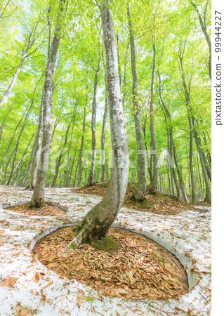 新潟_樹根開放、綠意盎然的美麗森林絕景 99944227