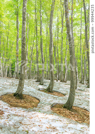 新潟_樹根開放、綠意盎然的美麗森林絕景 99944235