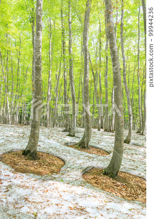 新潟_樹根開放、綠意盎然的美麗森林絕景 新潟_樹根開放、綠意盎然的美麗森林絕景 99944236