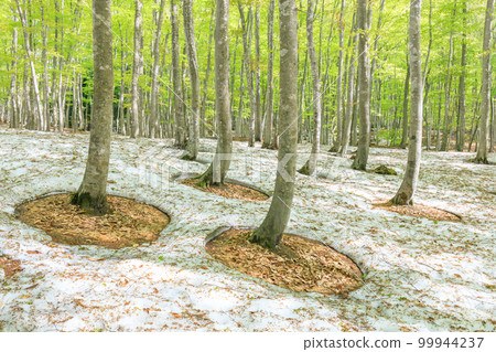 新潟_樹根開放、綠意盎然的美麗森林絕景 99944237