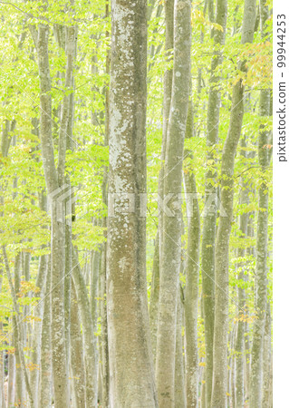 Niigata_Superb view of beautiful forest with open roots and fresh greenery Niigata_Superb view of beautiful forest with open roots and fresh greenery 99944253