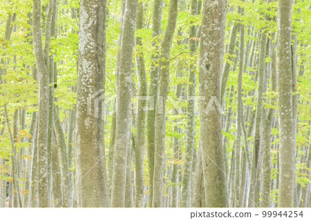 Niigata_Superb view of beautiful forest with open roots and fresh greenery 99944254