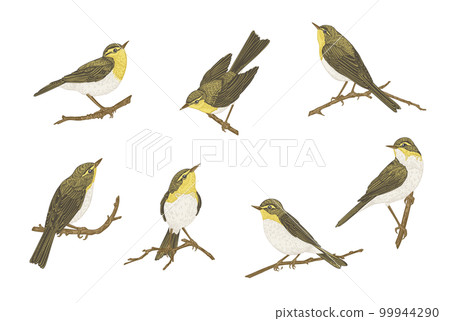 Set with birds Isolated on a transparent background. Willow warblers on the branches. Vintage illustration. 99944290