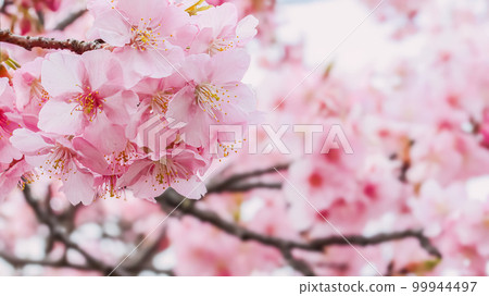 Cherry blossom blooming image 99944497