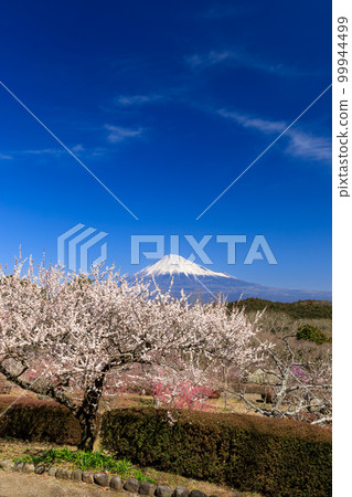 Shizuoka_ Superb view of Mt. Fuji and plum grove 99944499